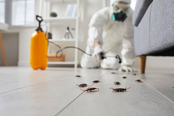 Commercial Rodent Management in Elk Grove